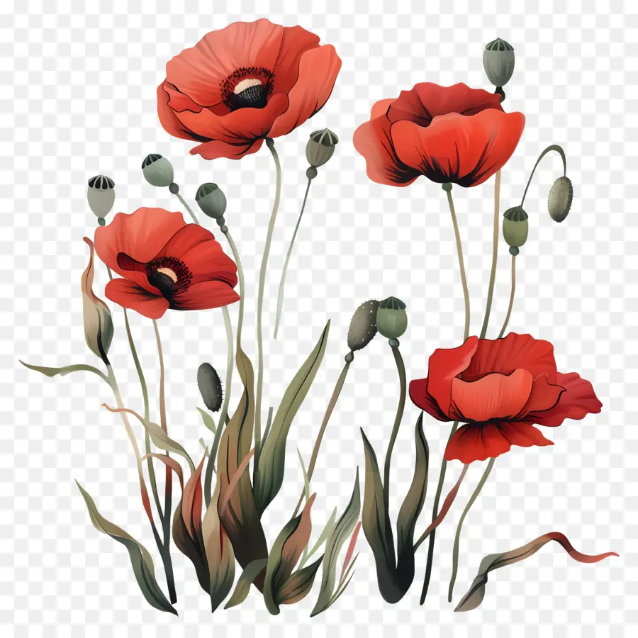 Fleurs De Pavot，Coquelicots Rouges PNG