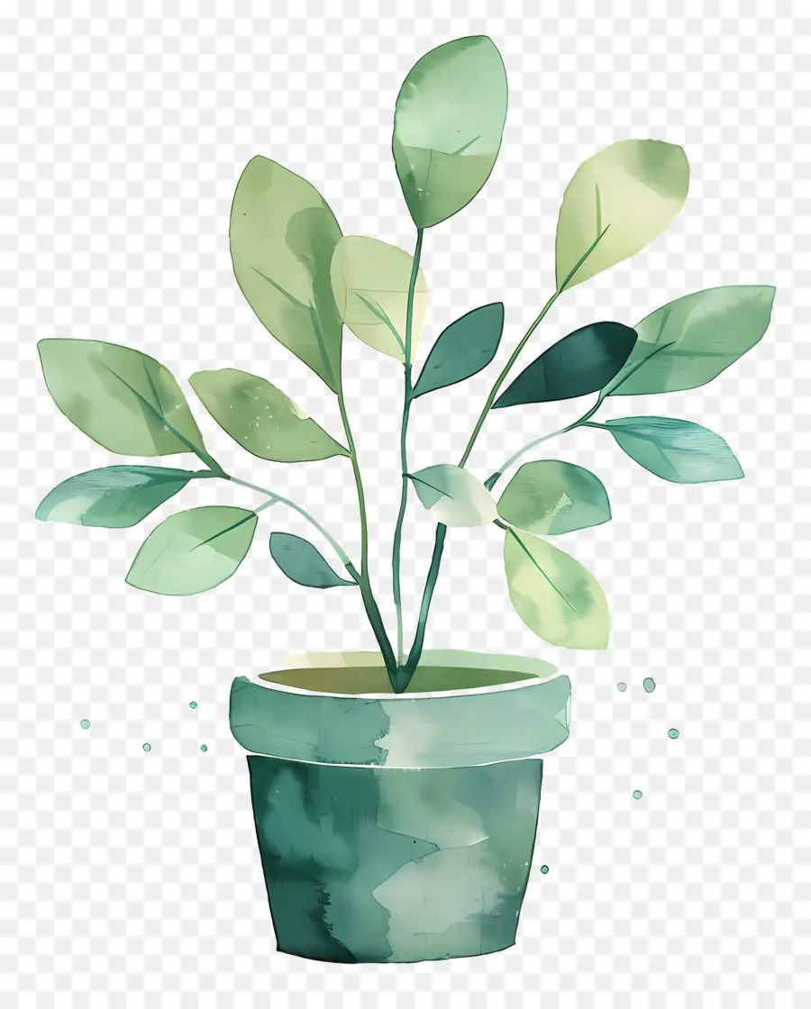 Plante D'intérieur Ondulée，Plante Verte En Pot PNG