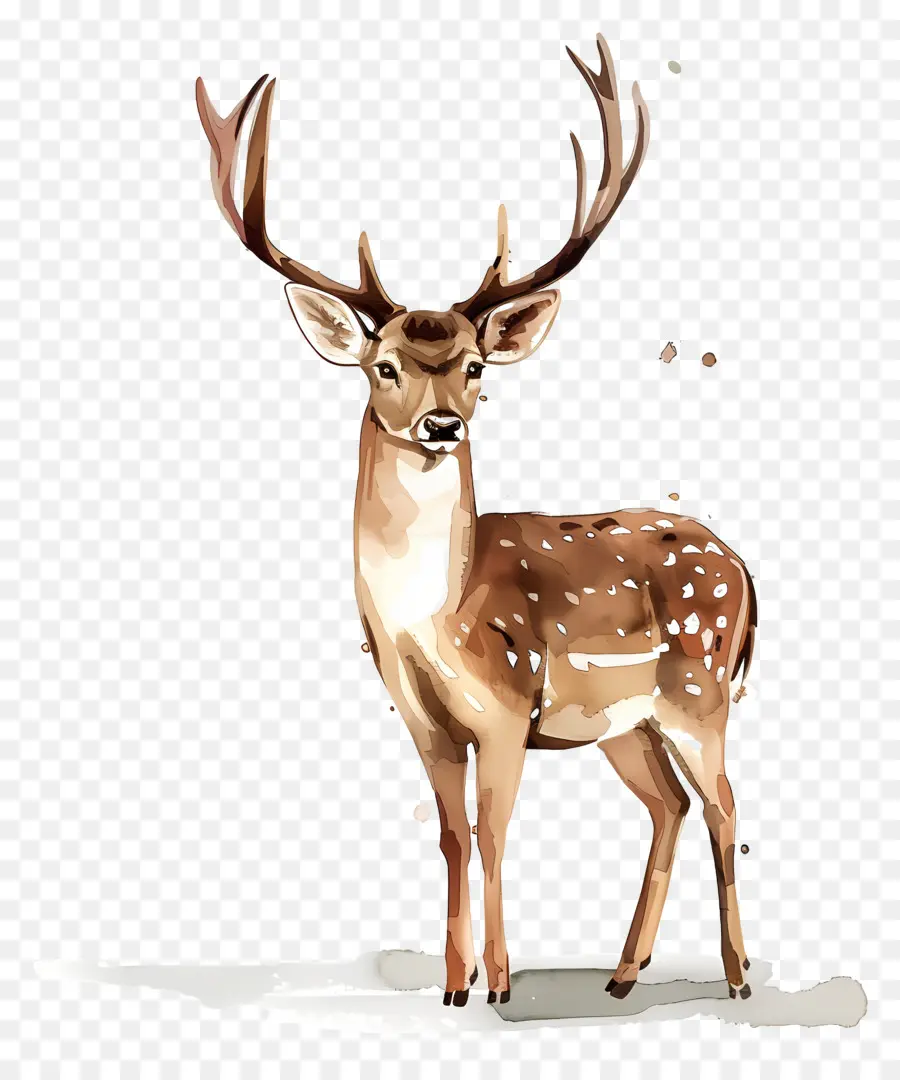 Cerf，Bois PNG