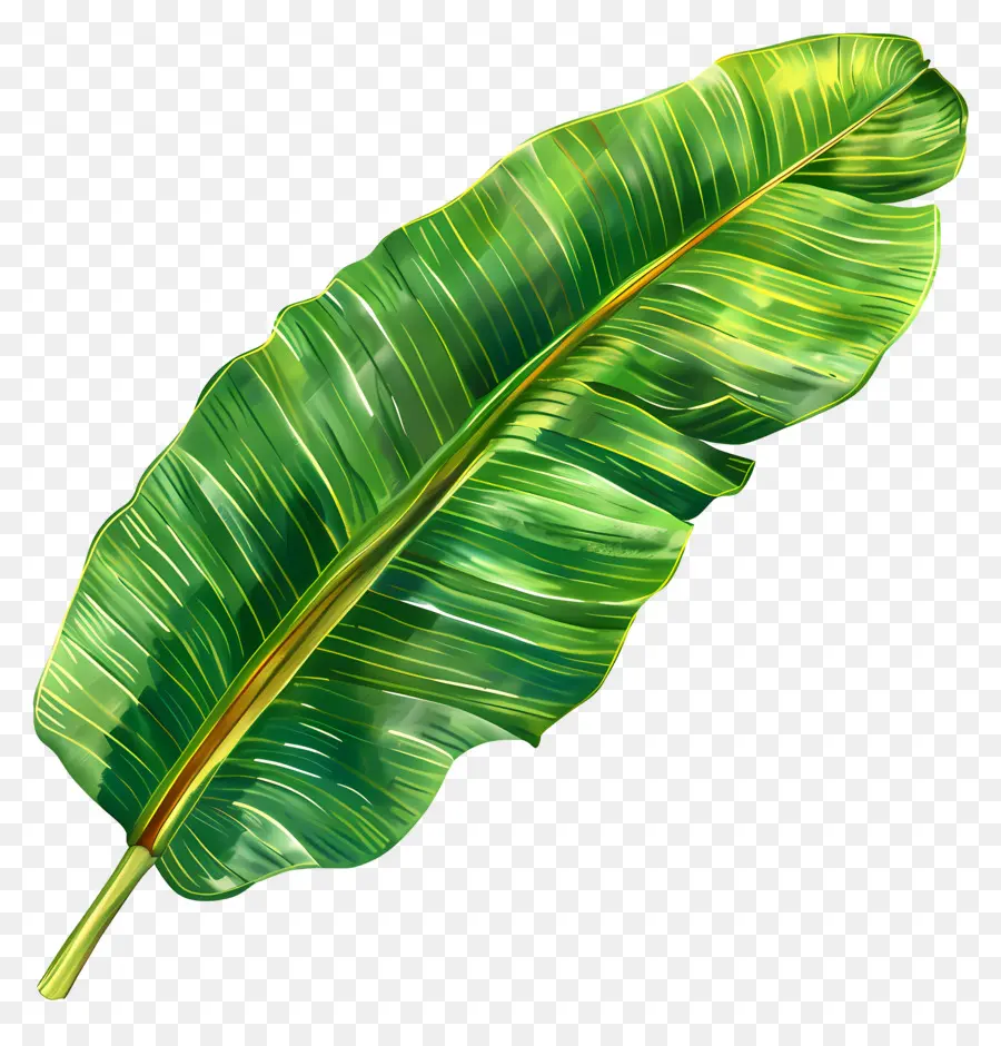 Feuille De Bananier，Tropical PNG