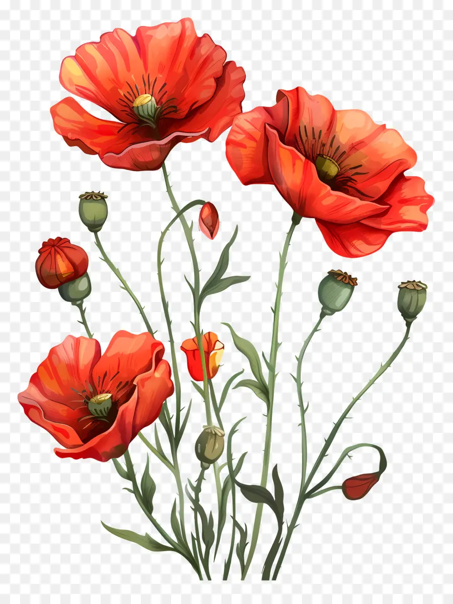 Fleurs De Pavot，Coquelicot Rouge PNG