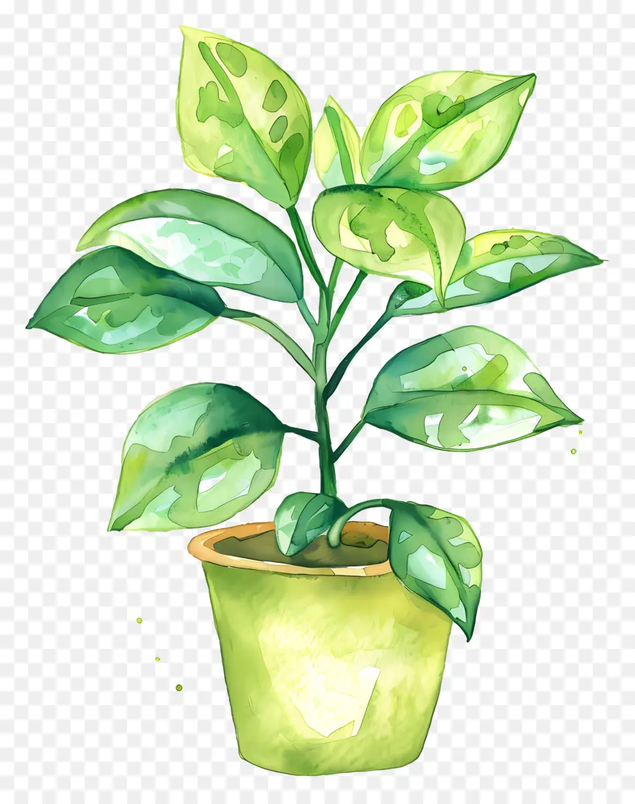 Plante D'intérieur Ondulée，Plante Verte En Pot PNG