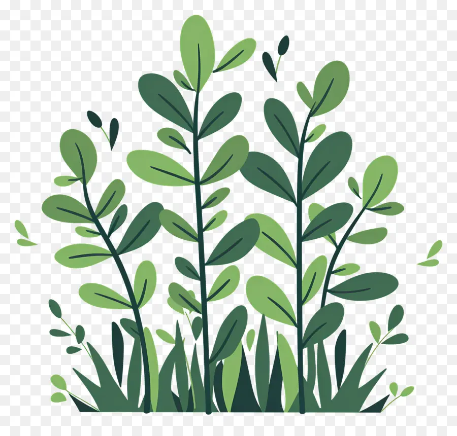 Buisson Vert，Plantes PNG