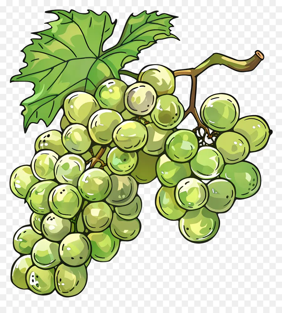 Raisins Verts，Vigne PNG