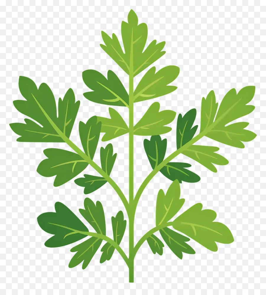 Feuilles De Persil，Herbe Verte PNG