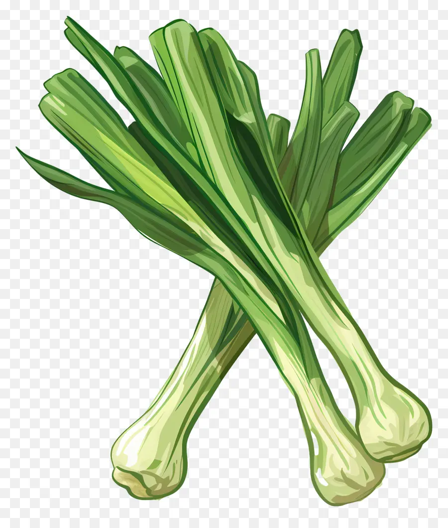 Poireaux，Oignons Verts PNG