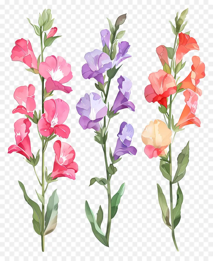 Fleurs De Muflier，Fleurs Colorées PNG