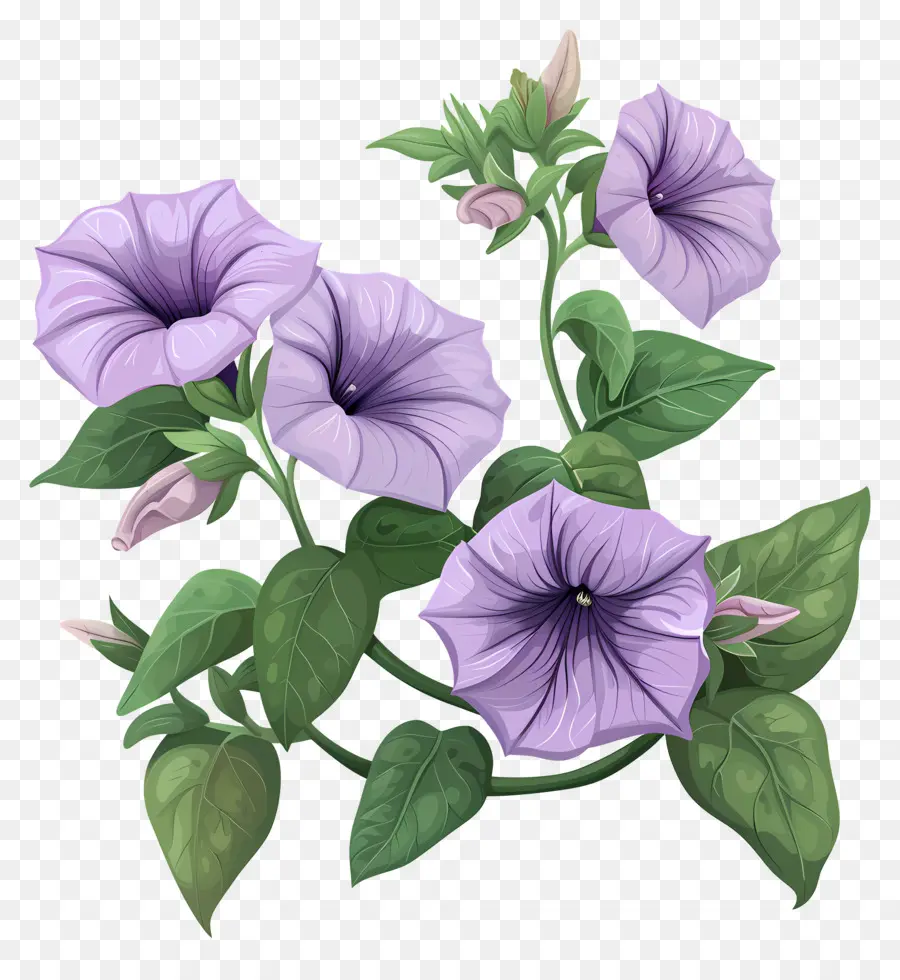 Fleurs De Pétunia，Gloire Du Matin PNG