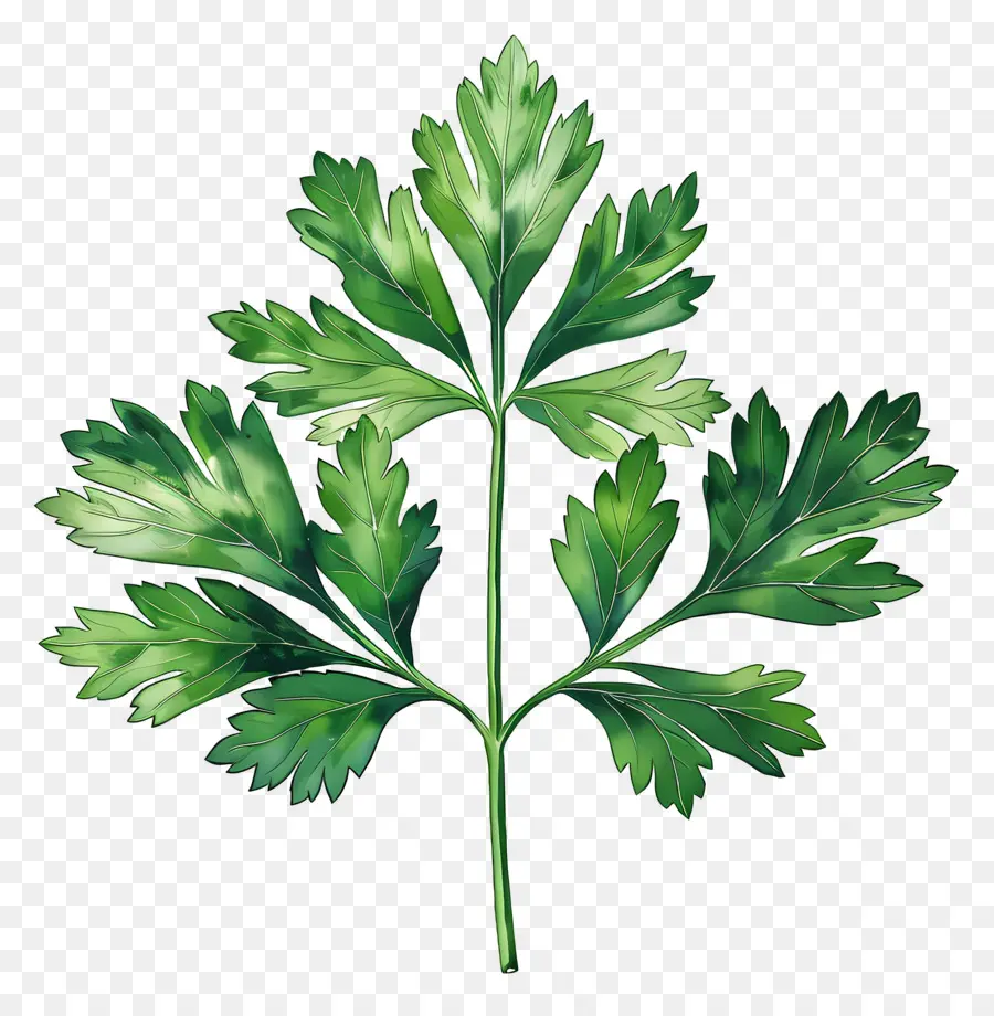 Feuilles De Persil，La Coriandre PNG