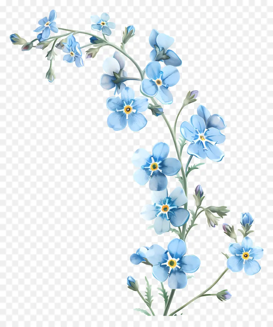 Ne M'oubliez Pas，Fleurs Bleues PNG