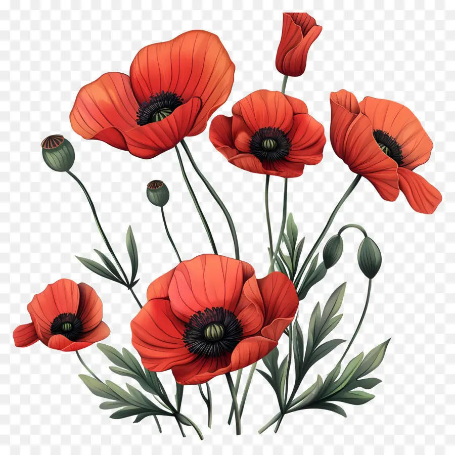 Fleurs De Pavot，Coquelicots Rouges PNG