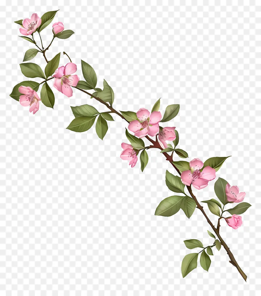 Fleurs Roses，Bifurquer PNG