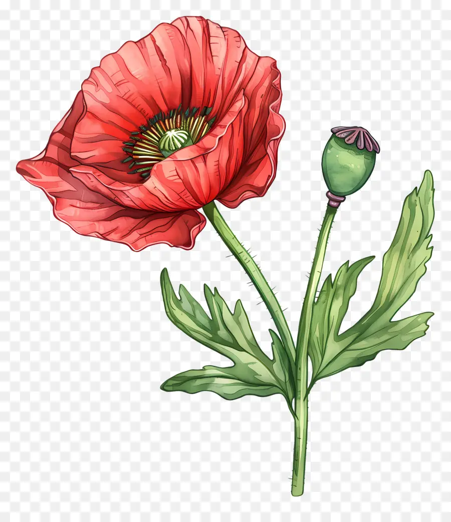 Fleurs De Pavot，Coquelicot Rouge PNG