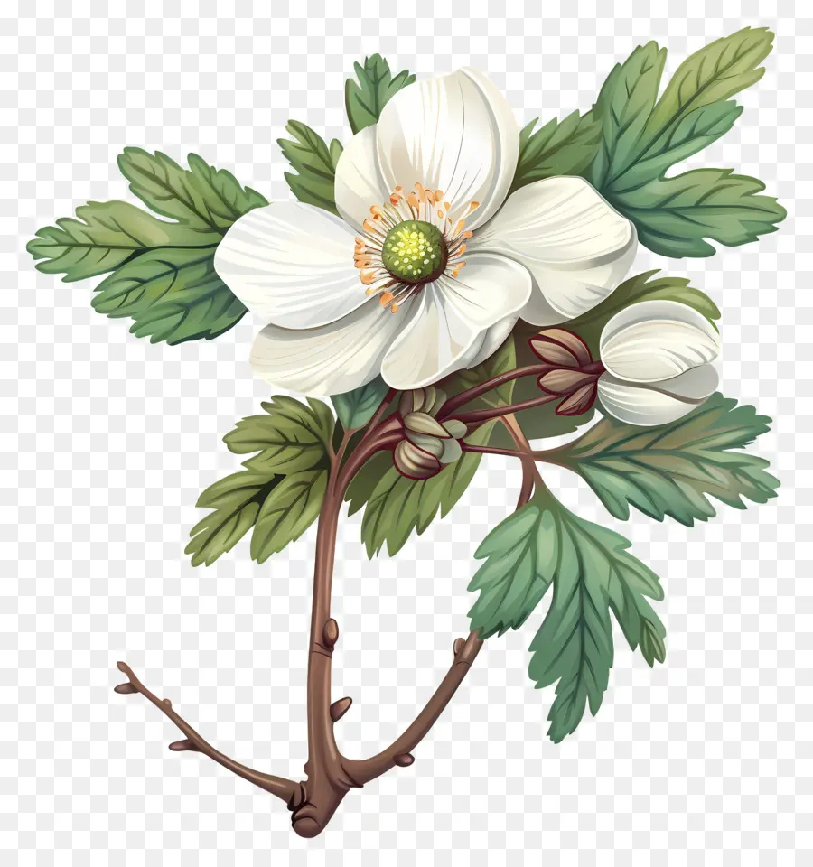 Fleurs D'anémone，Fleur Blanche PNG