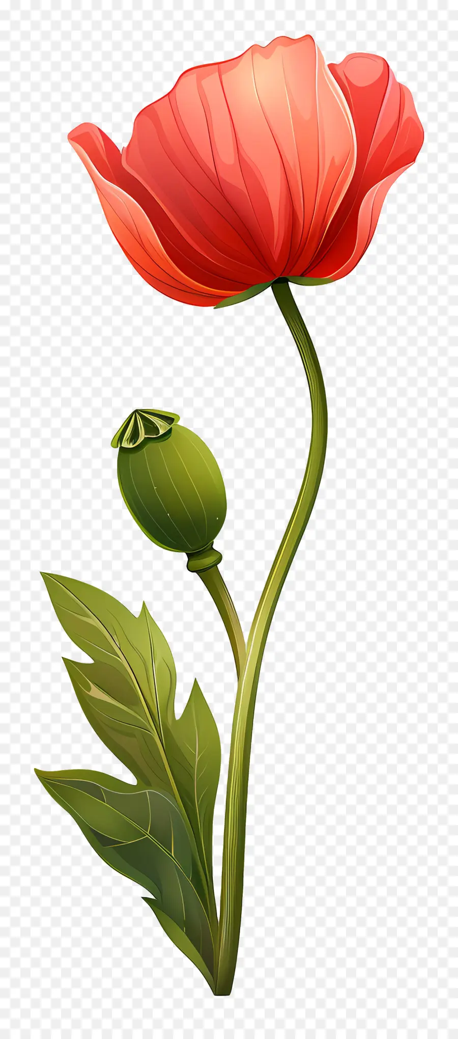 Les Fleurs De Pavot，Fleur De Pavot Rouge PNG