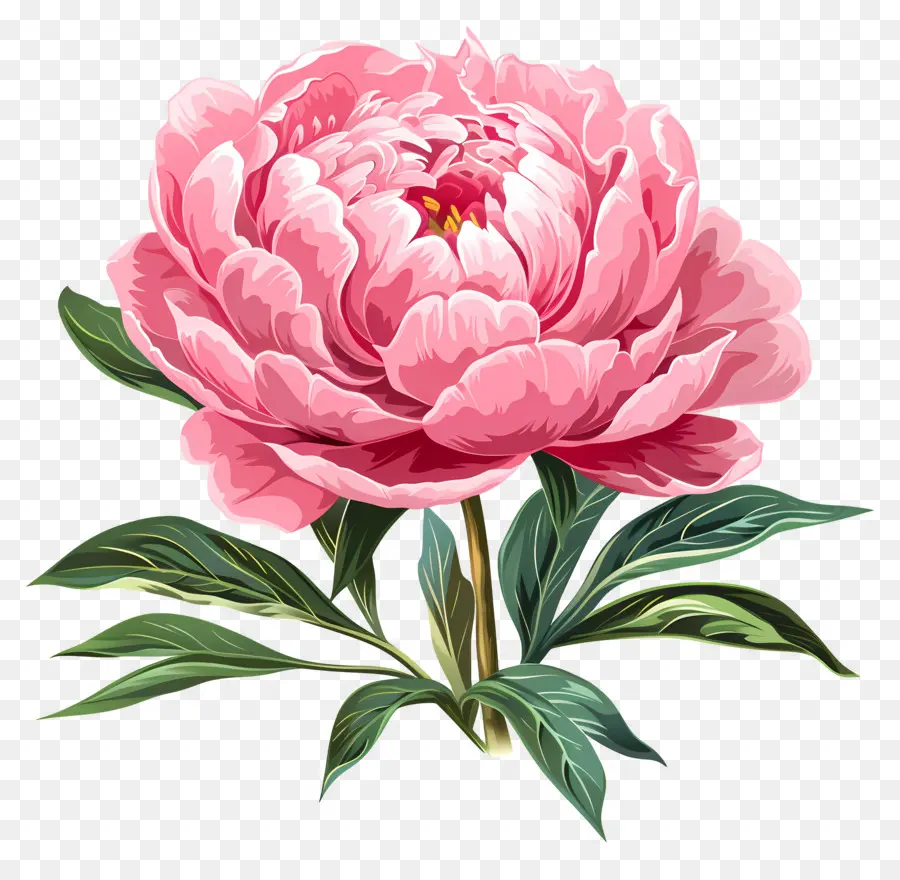 Pivoine Rose，Fleur PNG