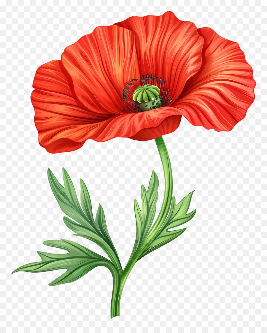 Fleurs De Pavot，Coquelicot Rouge PNG