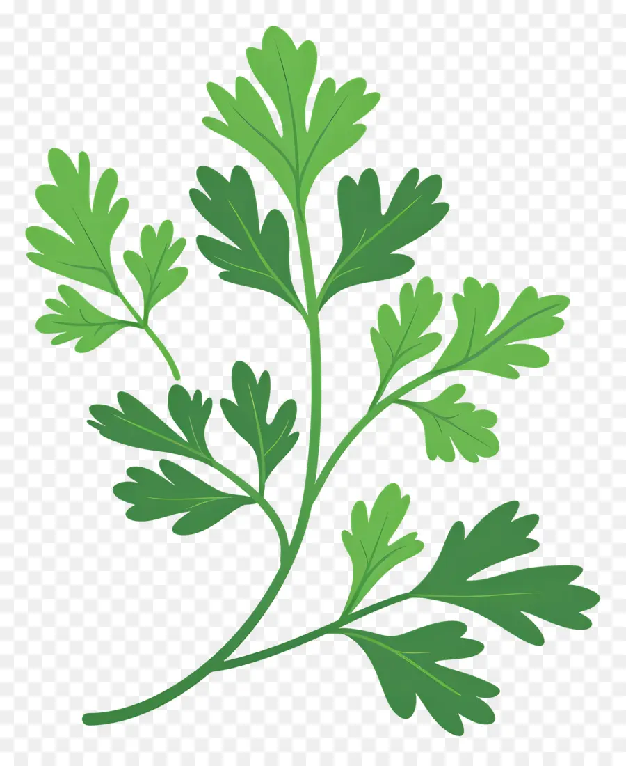 Feuille De Persil，Herbe Verte PNG