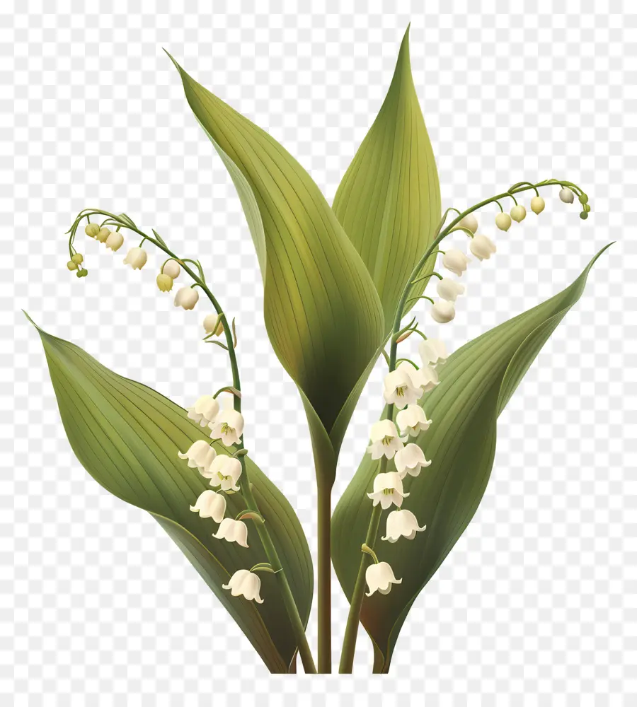 Muguet，Vert PNG