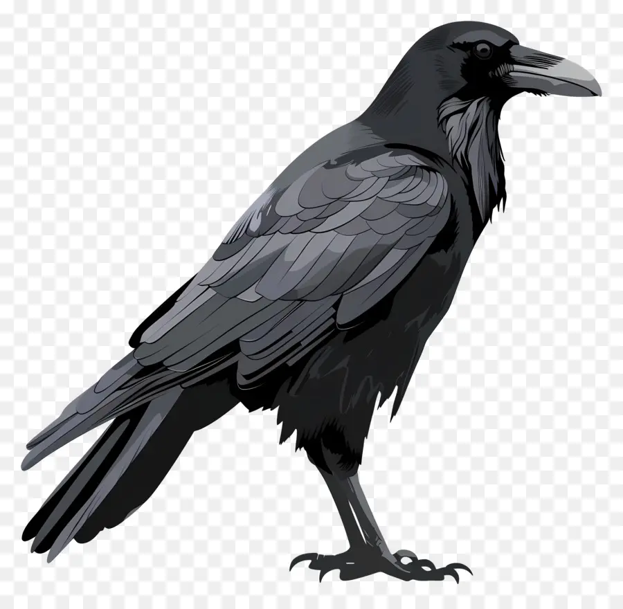 Corbeau，Corbeau Noir PNG