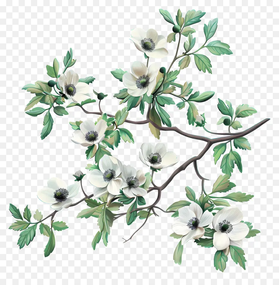 Fleurs D'anémone，Fleurs Blanches PNG