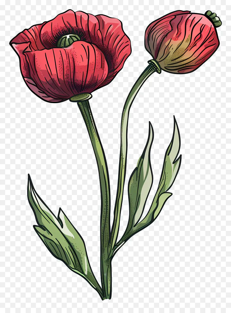 Fleurs De Pavot，Tulipes Roses PNG