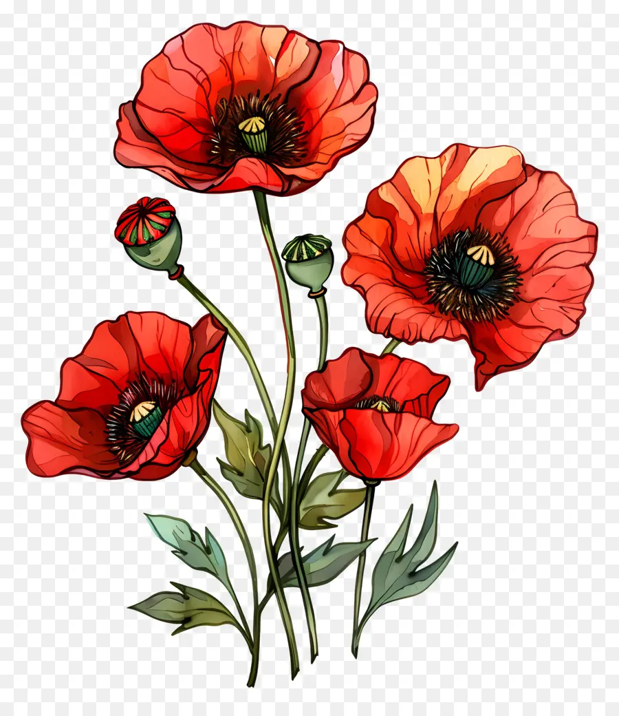 Fleurs De Pavot，Coquelicots Rouges PNG