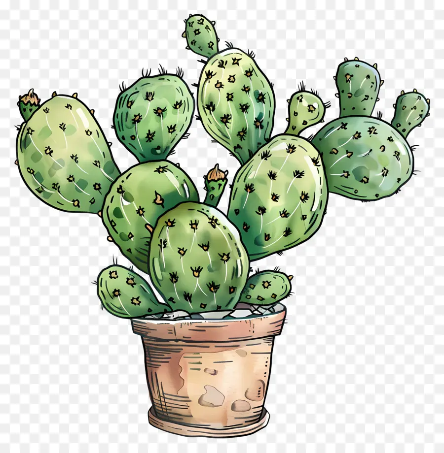 Cactus，Succulent PNG