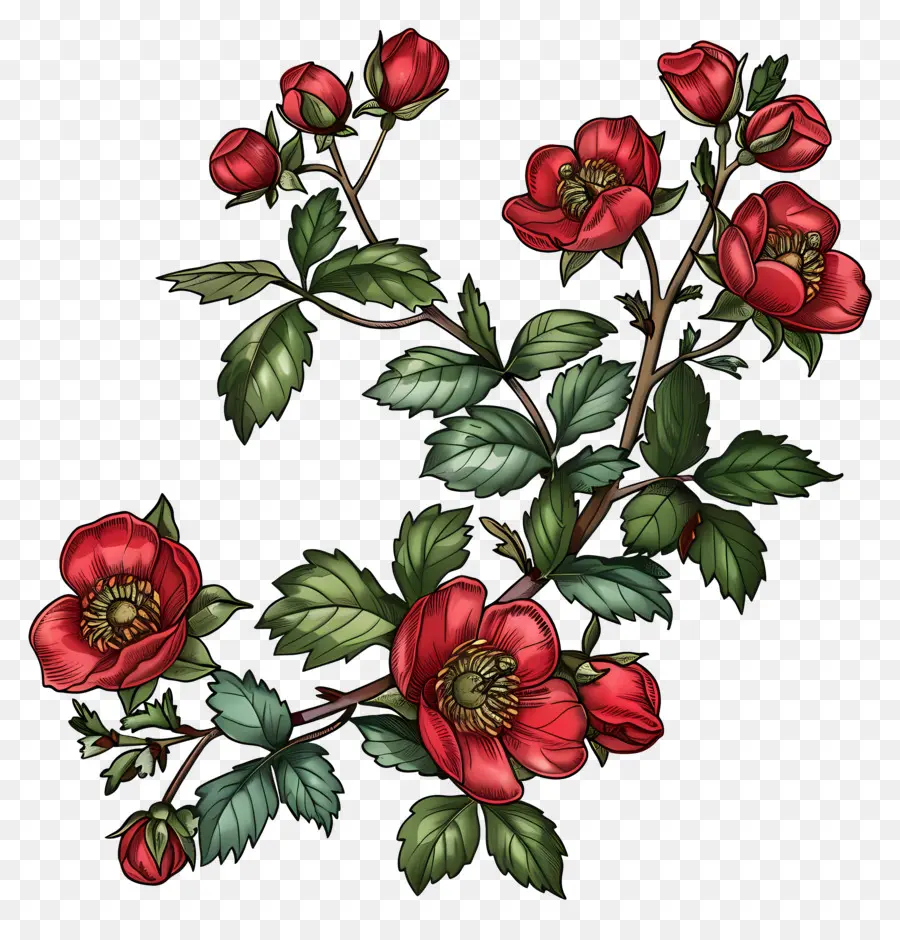 Fleurs De Rose Musquée，Fleurs Rouges PNG