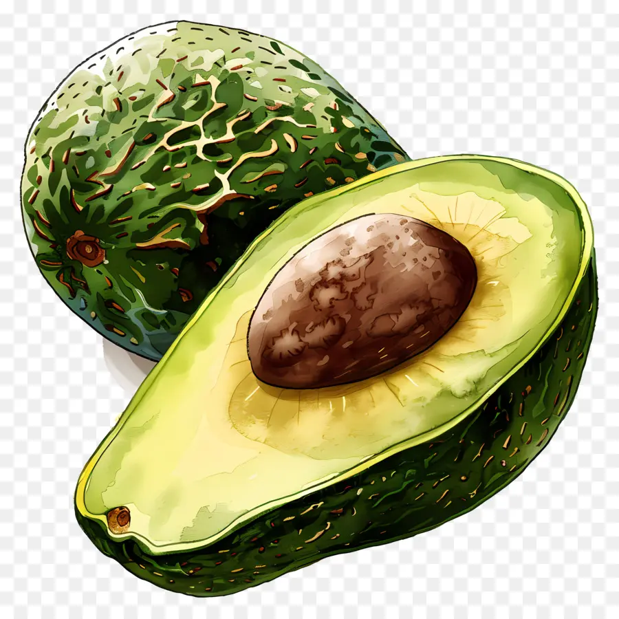 Avocat，Vert PNG