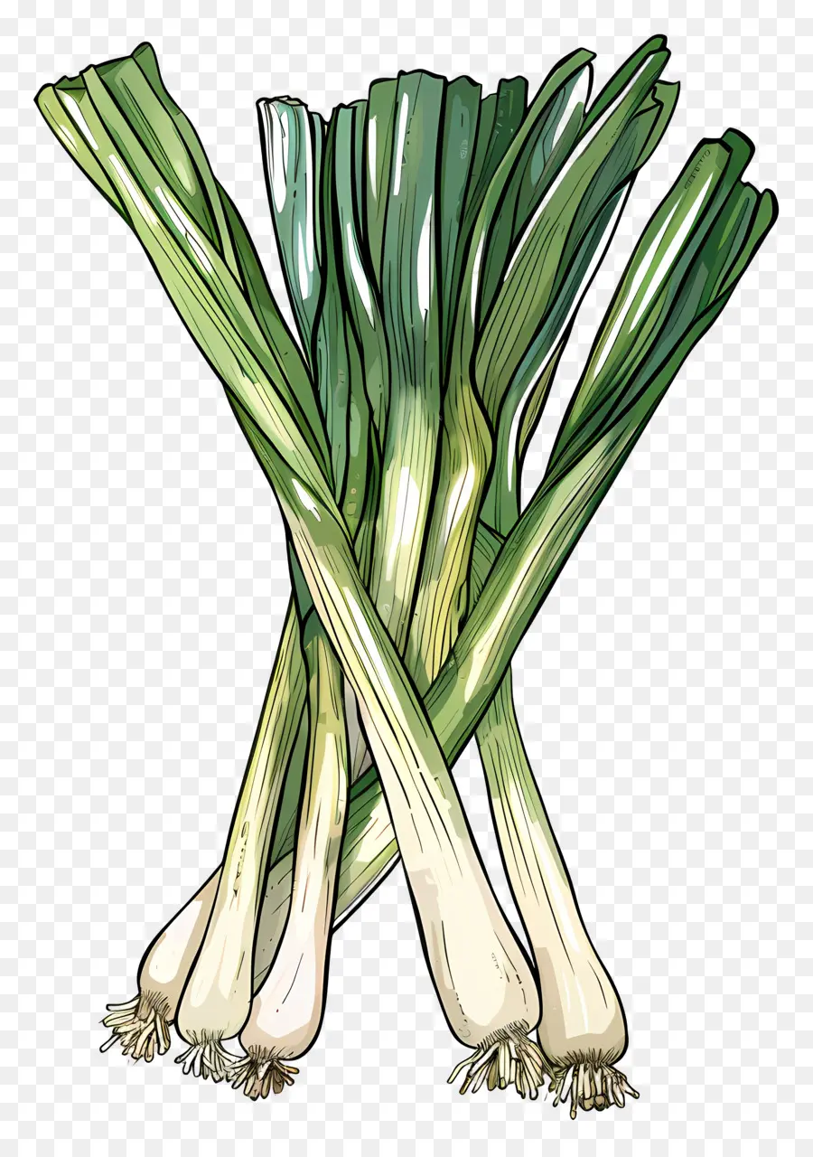 Poireaux，Oignons Verts PNG