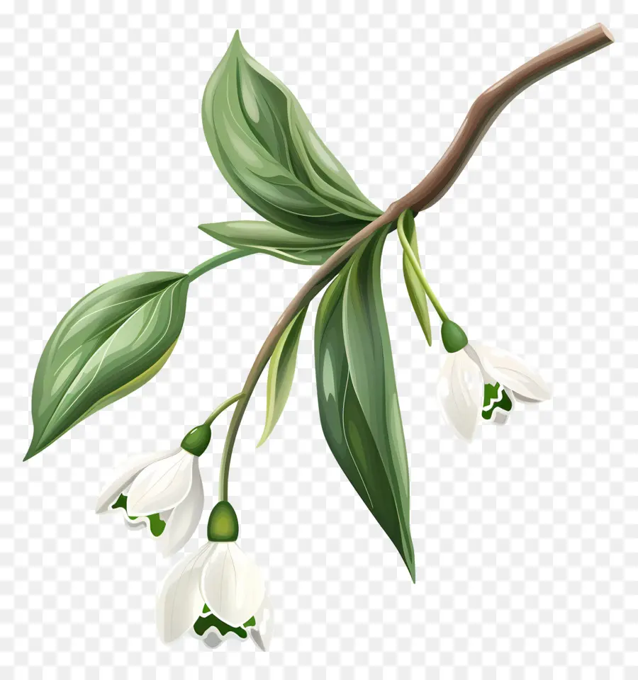 Perce Neige，Branche à Fleurs Blanches PNG