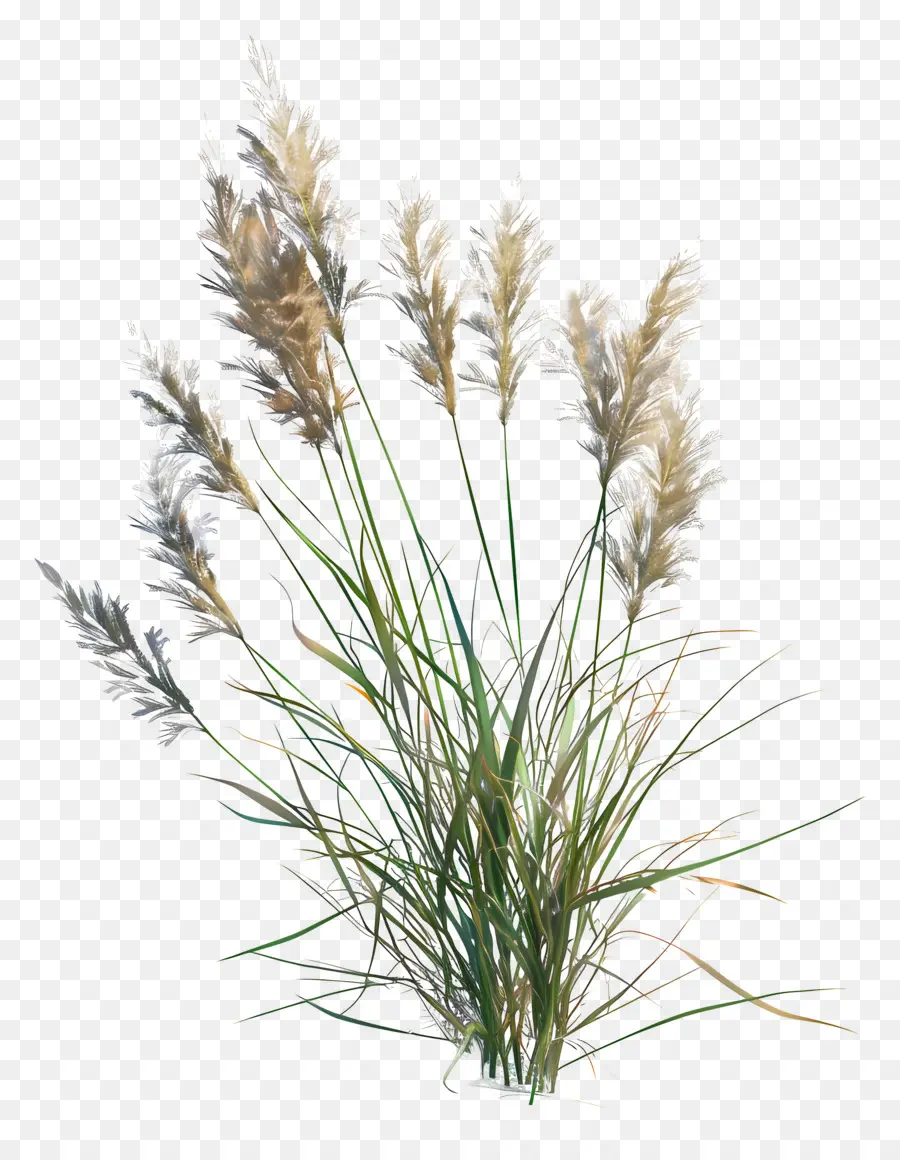 Herbe De Fléole Des Prés，Herbe De La Pampa PNG