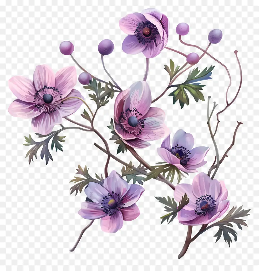 Fleurs D'anémone，Fleurs PNG