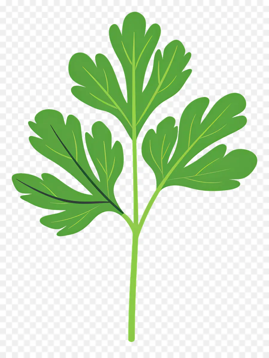 Feuille De Persil，Persil PNG