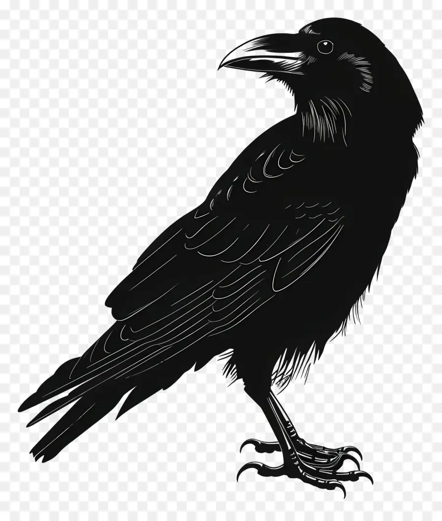 Corbeau，Noir PNG