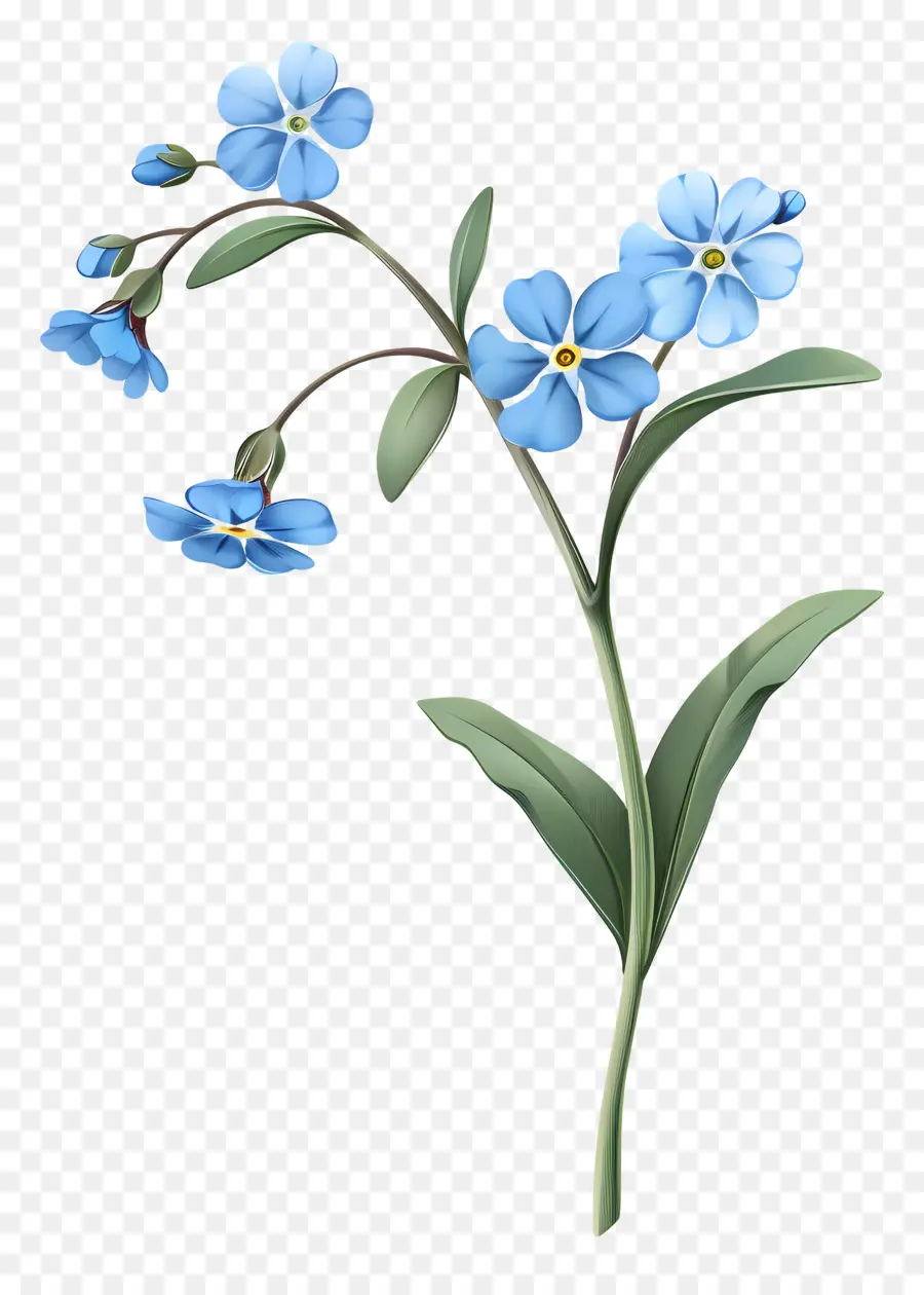 Ne M'oublie Pas，Fleurs Bleues PNG