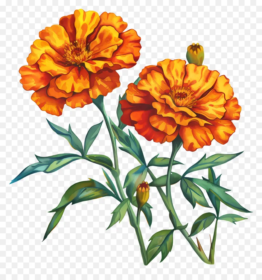 Fleurs De Souci，Fleurs Oranges PNG