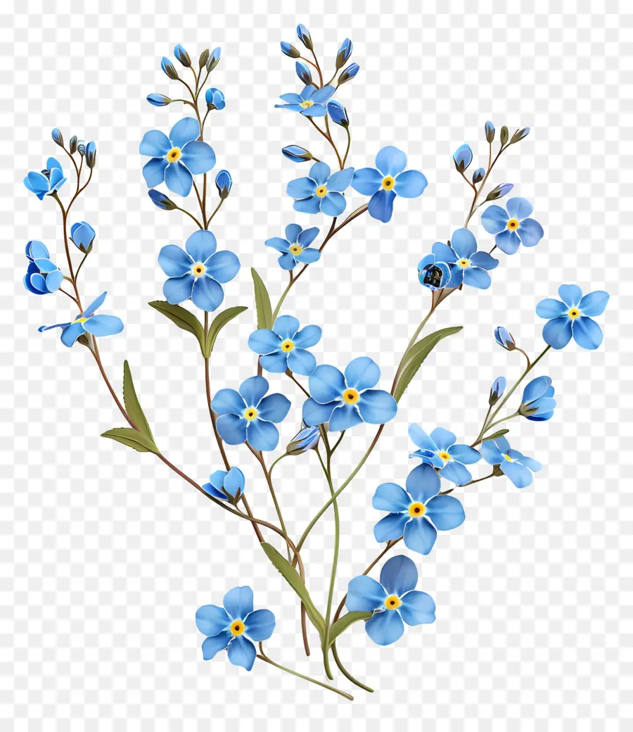 Ne M'oublie Pas，Fleurs Bleues PNG