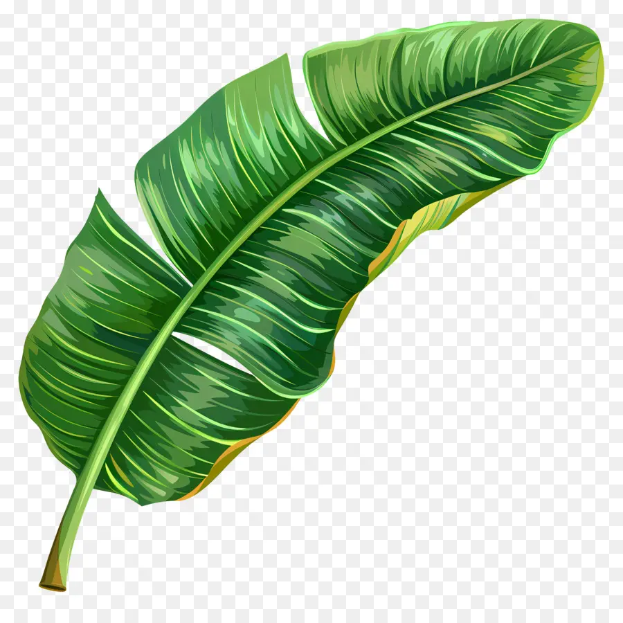 Feuille De Bananier，Tropical PNG