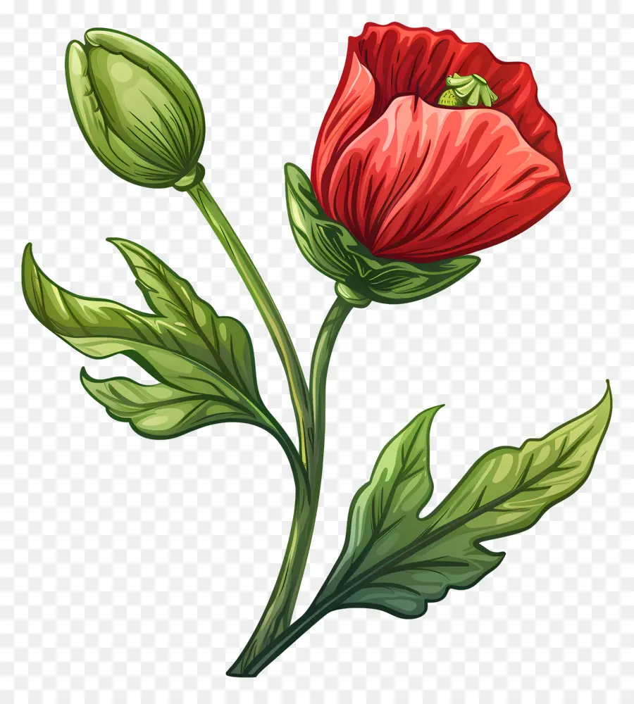 Fleurs De Pavot，Fleur Rouge PNG