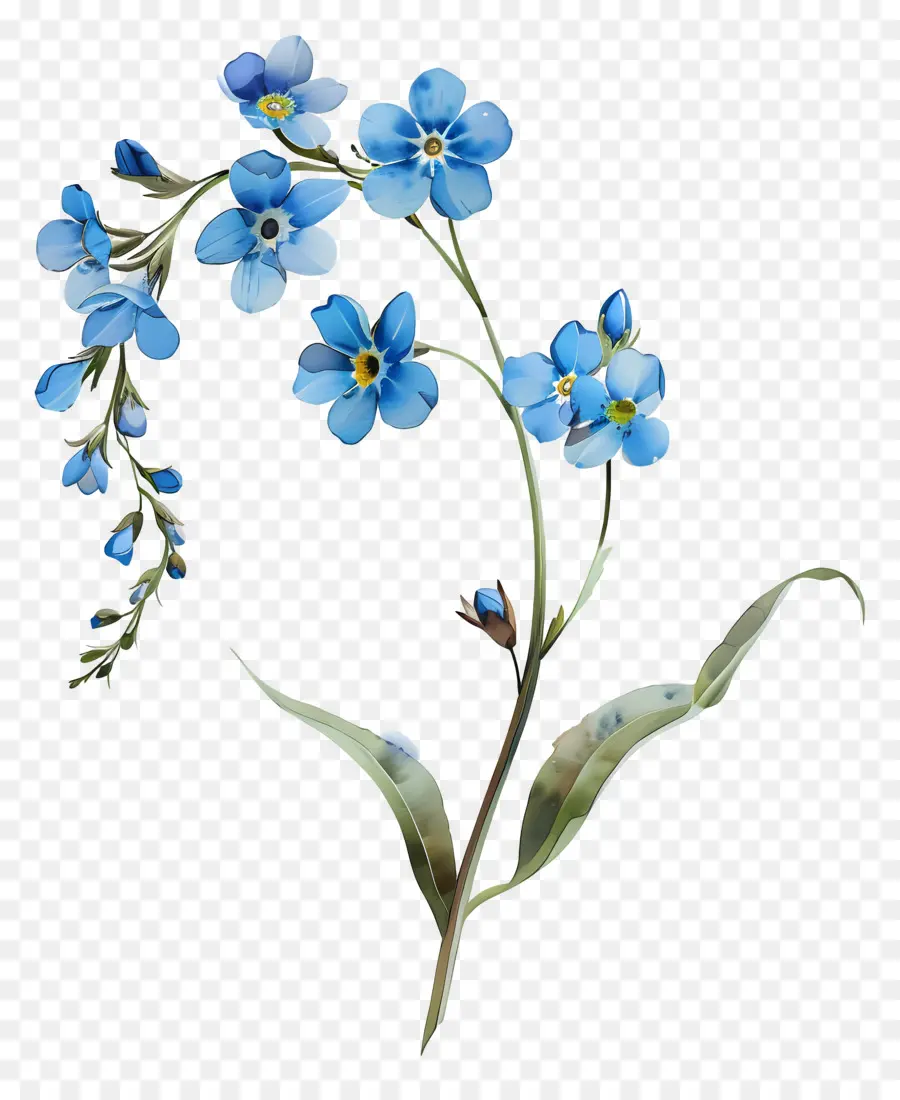 Ne M'oublie Pas，Fleurs Bleues PNG