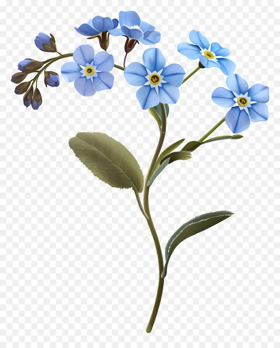 Ne M'oubliez Pas，Fleurs Bleues PNG