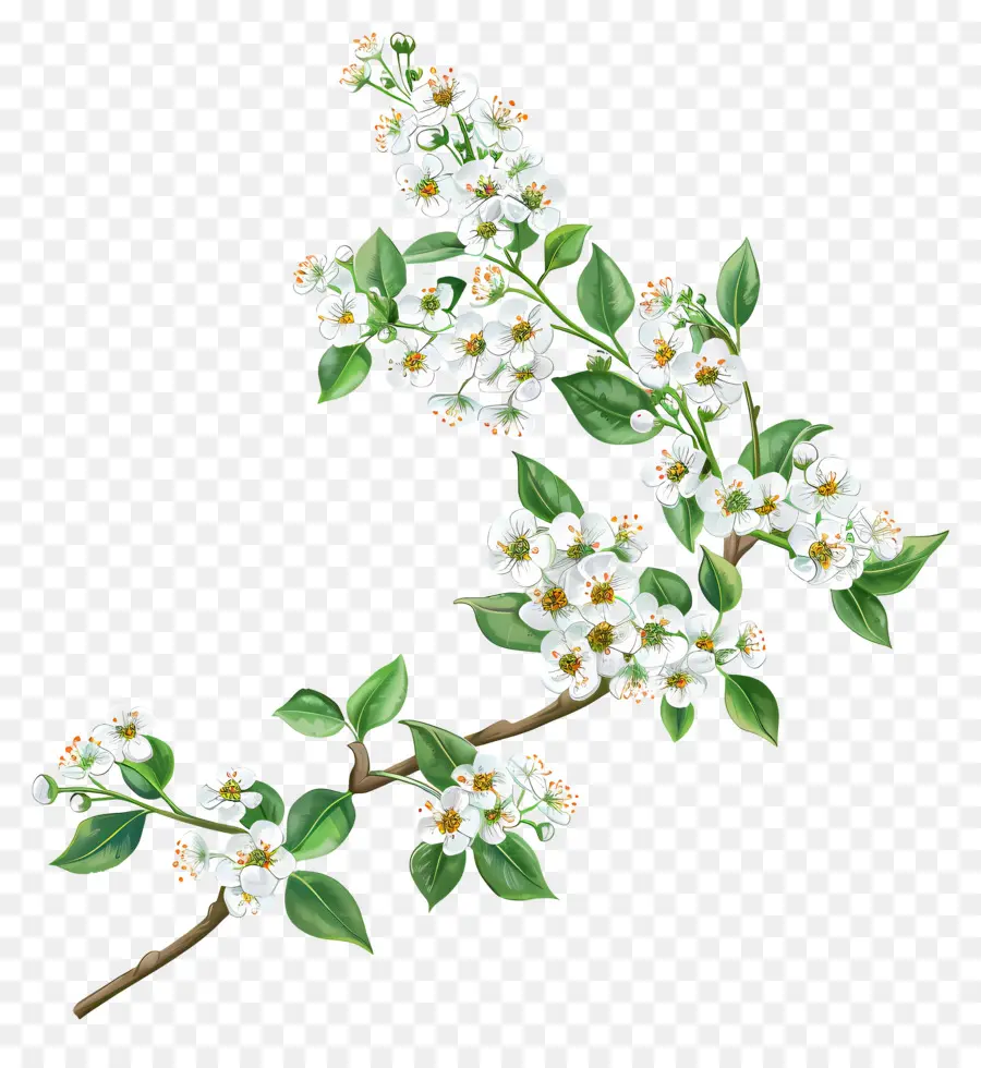 Corbeille D'argan，Fleur Branche PNG