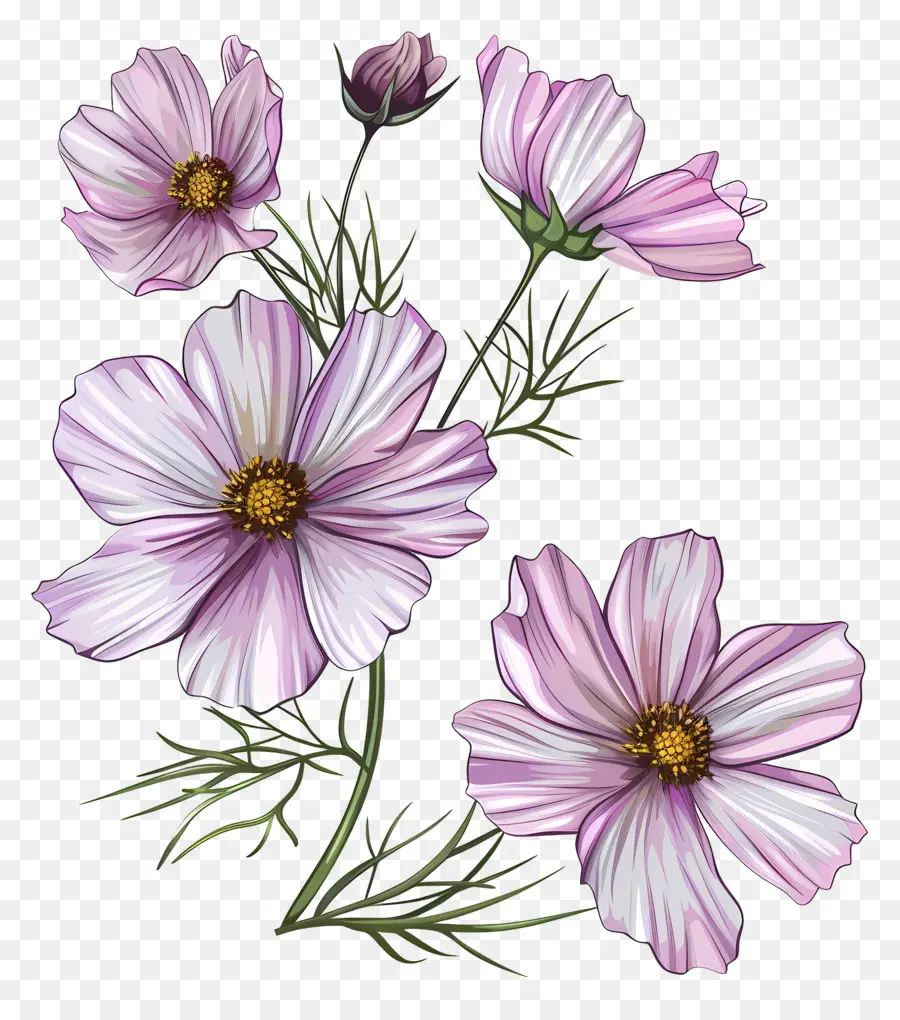 Fleurs De Cosmos，Fleurs Roses PNG