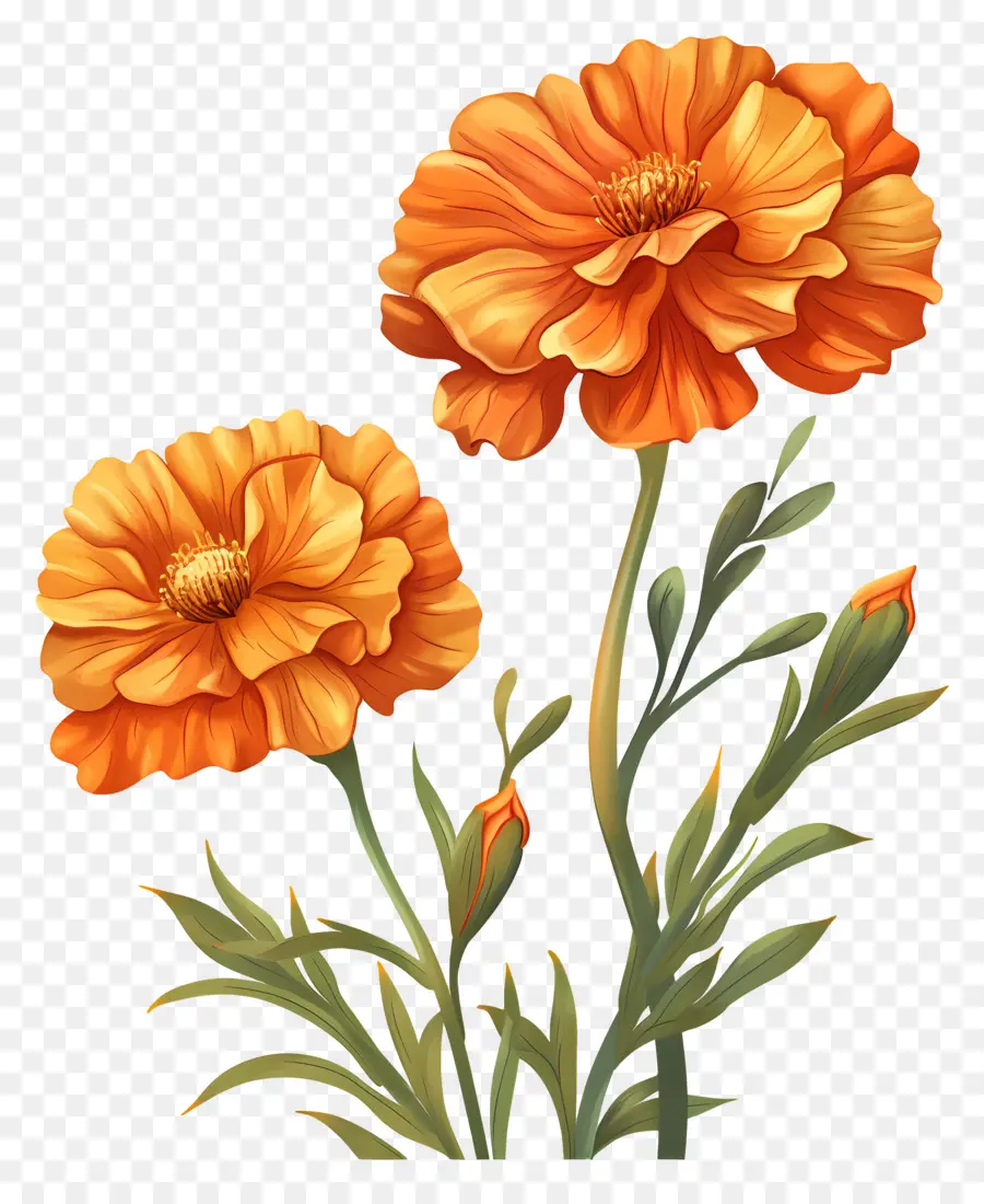 Soucis，Des Fleurs D'orange PNG