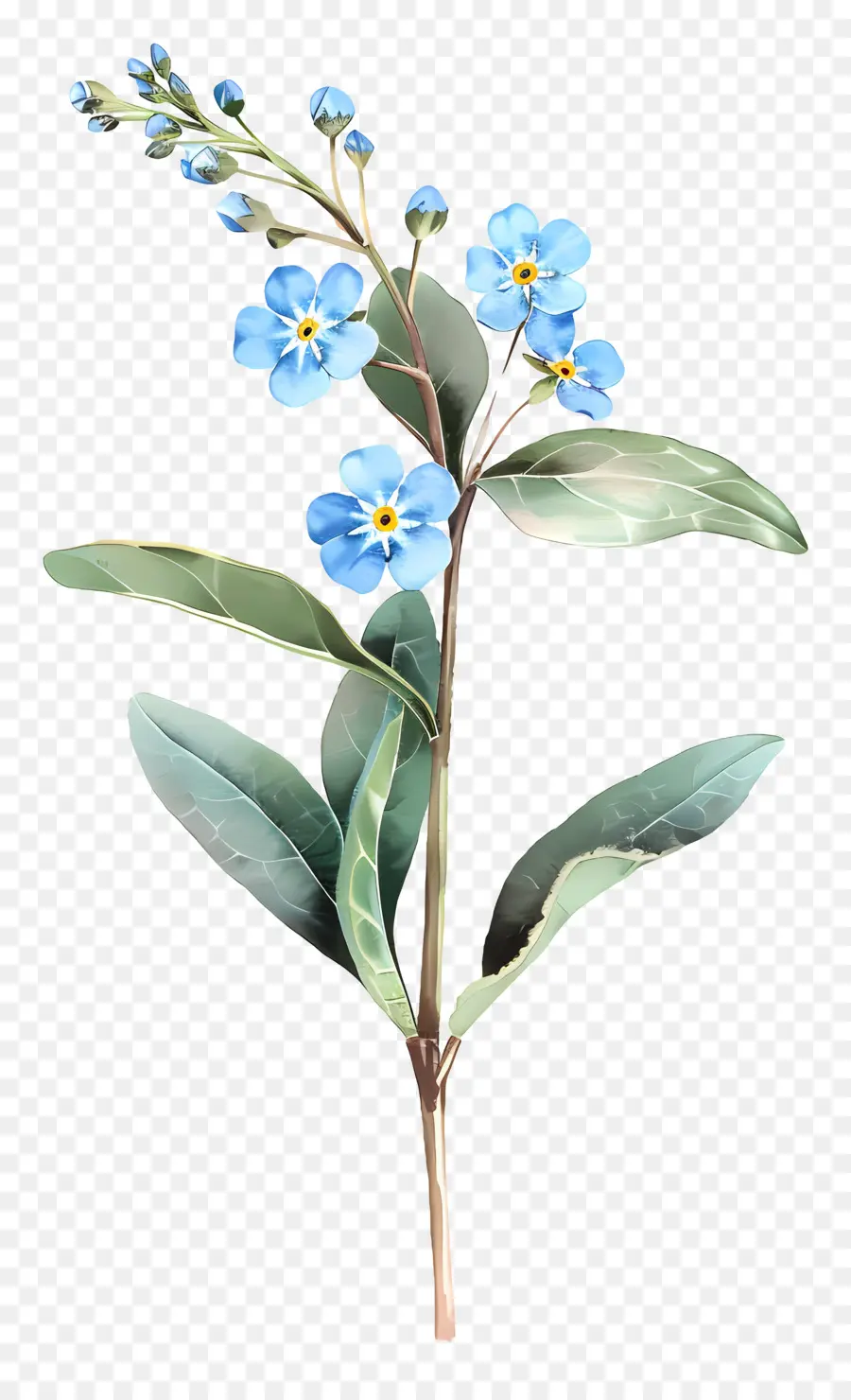 Ne M'oublie Pas，Fleurs Bleues PNG