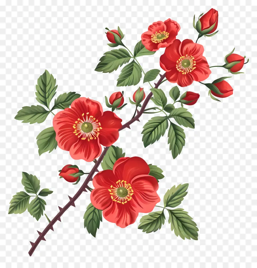 Fleurs De Rosehip，Fleurs Rouges PNG