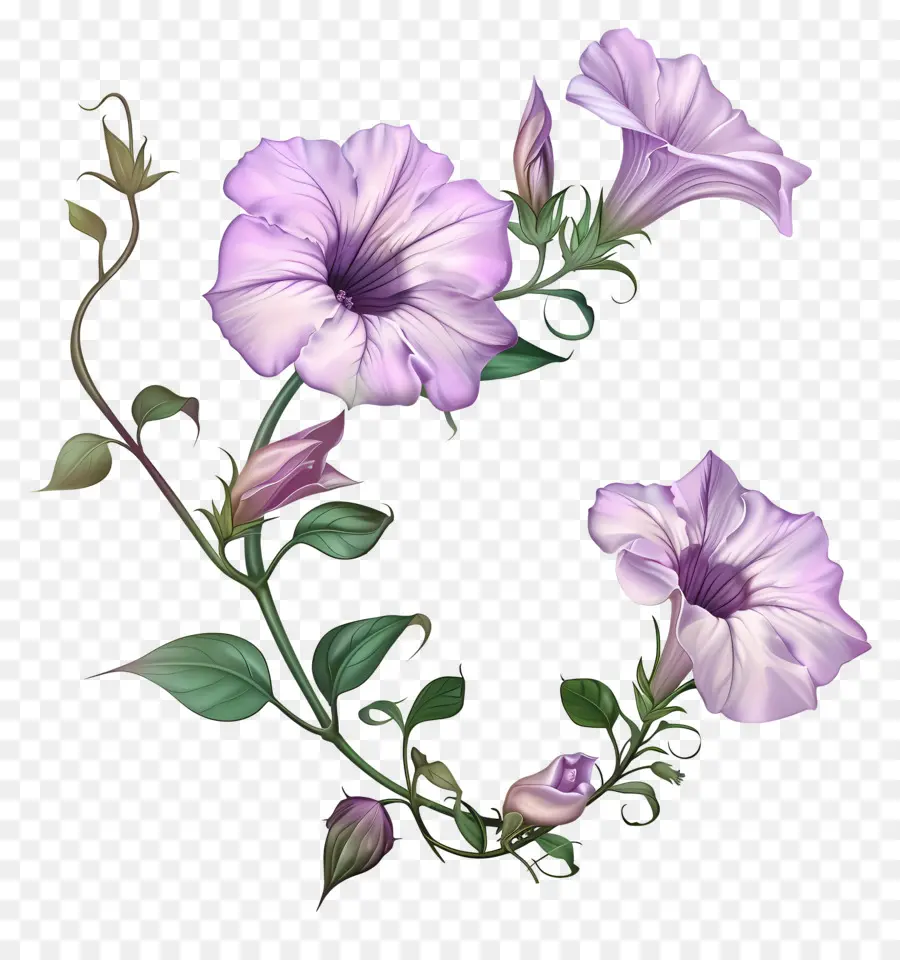 Fleurs De Pétunia，Fleurs Violettes PNG