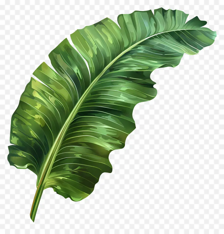 Feuille De Bananier，Tropical PNG